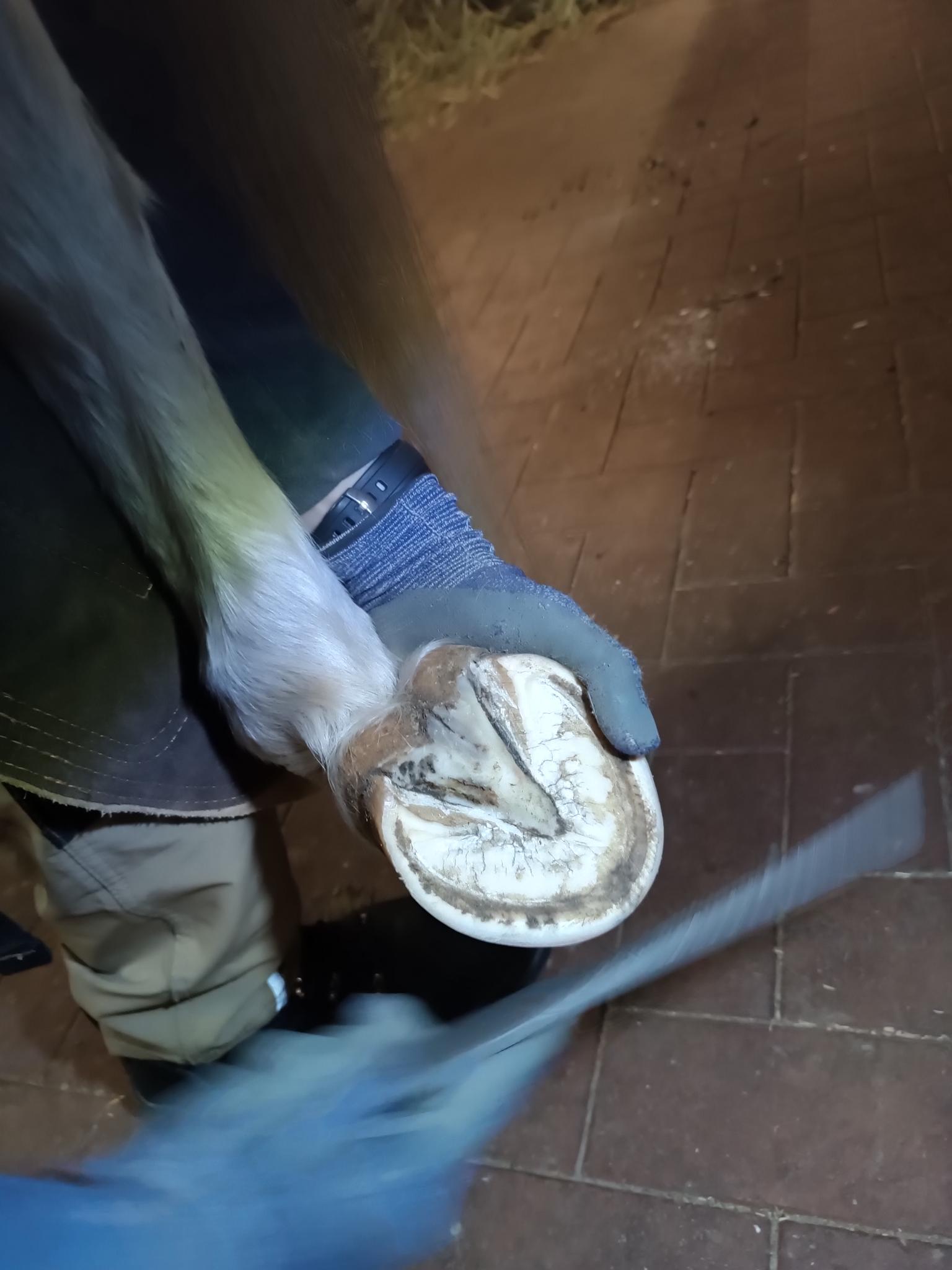 Hufbearbeitung am Pferd